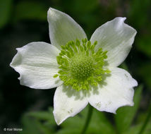 Image of tall thimbleweed