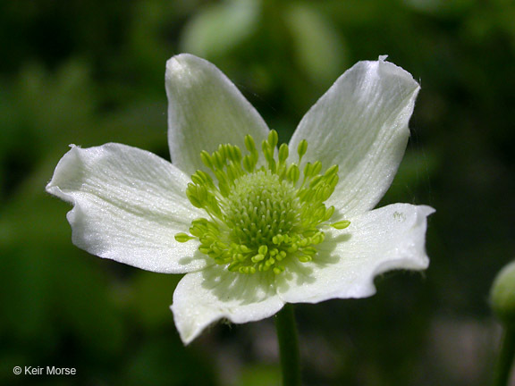 Image of tall thimbleweed