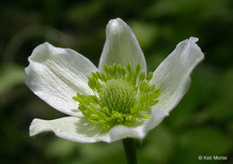 Image of tall thimbleweed