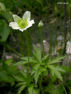 Image of tall thimbleweed