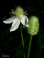 Image of tall thimbleweed