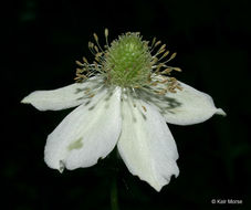 Image of tall thimbleweed