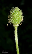 Image of tall thimbleweed