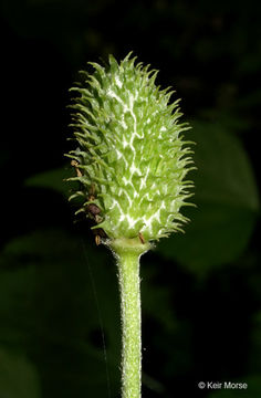 Image of tall thimbleweed