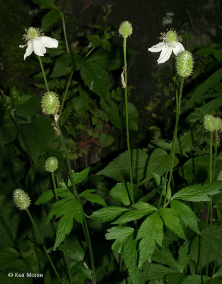 Image of tall thimbleweed