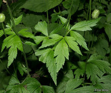 Image of tall thimbleweed