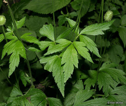 Image of tall thimbleweed