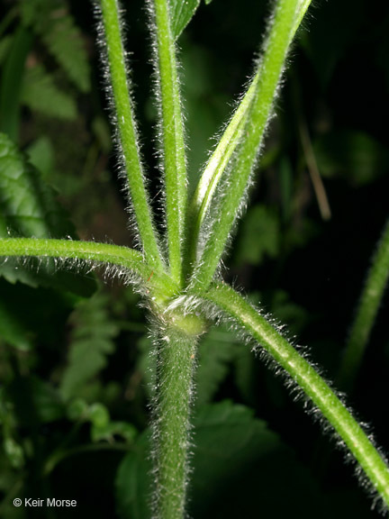 Image of tall thimbleweed
