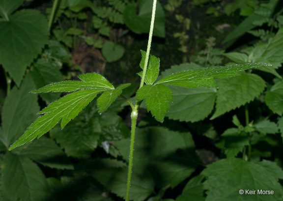 Image of tall thimbleweed