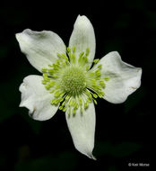 Image of tall thimbleweed