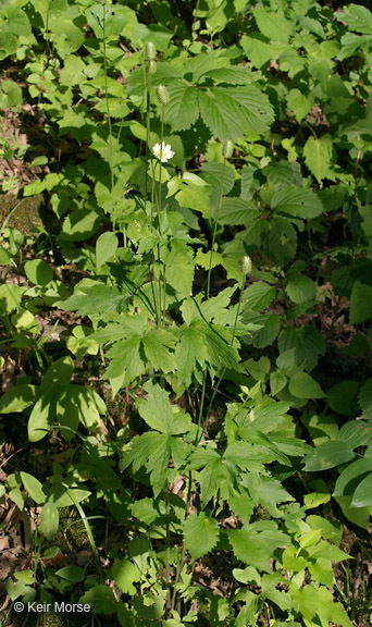 Image of tall thimbleweed