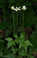 Image of tall thimbleweed