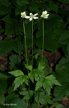 Image of tall thimbleweed