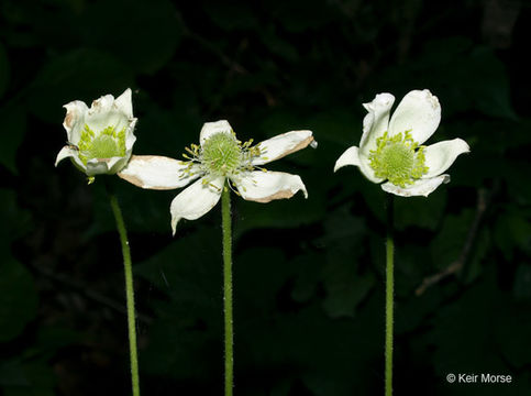 Image of tall thimbleweed