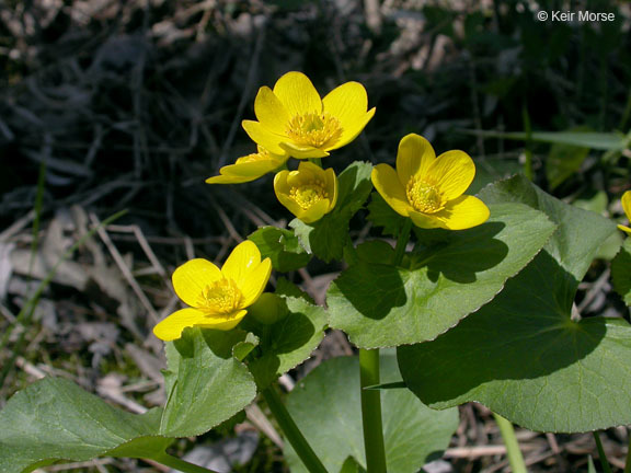 Image of Marsh-marigold