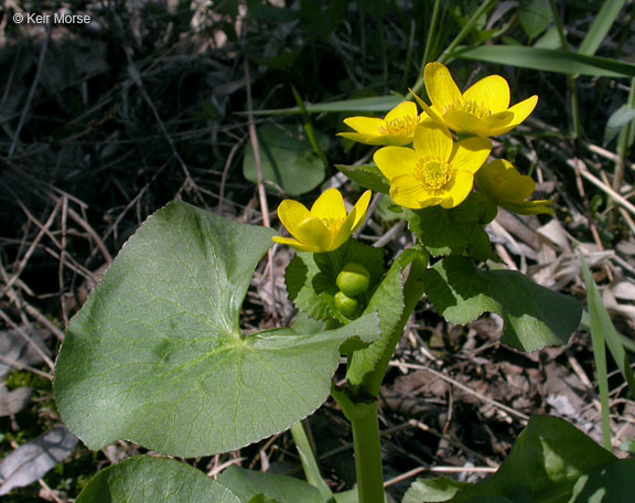 Image of Marsh-marigold