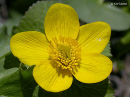 Image of Marsh-marigold