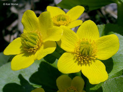 Image of Marsh-marigold