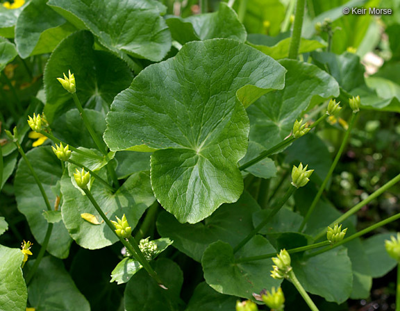 Image of Marsh-marigold