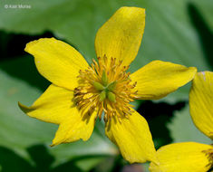 Image of Marsh-marigold