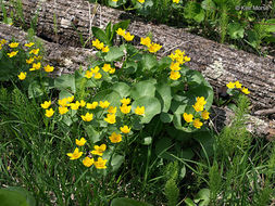 Image of Marsh-marigold