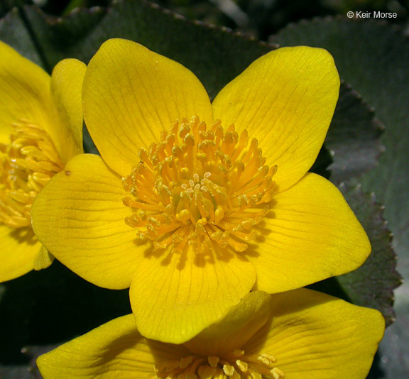 Image of Marsh-marigold