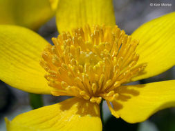 Image of Marsh-marigold