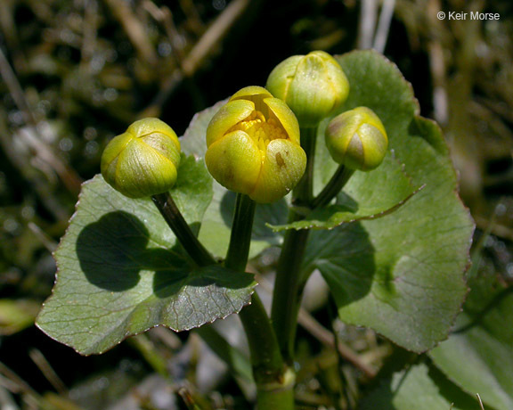 Image of Marsh-marigold