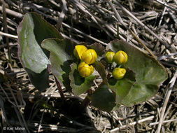 Image of Marsh-marigold