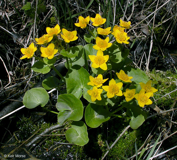 Image of Marsh-marigold