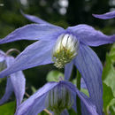 Imagem de Clematis occidentalis var. grosseserrata (Rydb.) J. Pringle