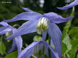 Image of western blue virginsbower