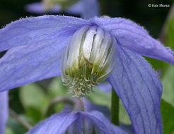 Image of western blue virginsbower