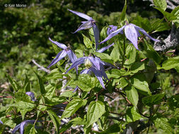 Image of western blue virginsbower