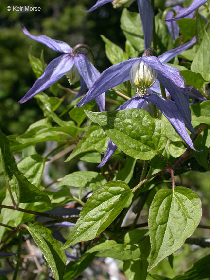 Image of western blue virginsbower