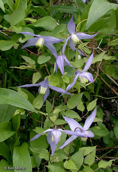 Image of western blue virginsbower