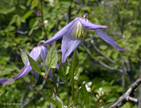 Image of western blue virginsbower