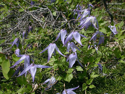 Image of western blue virginsbower