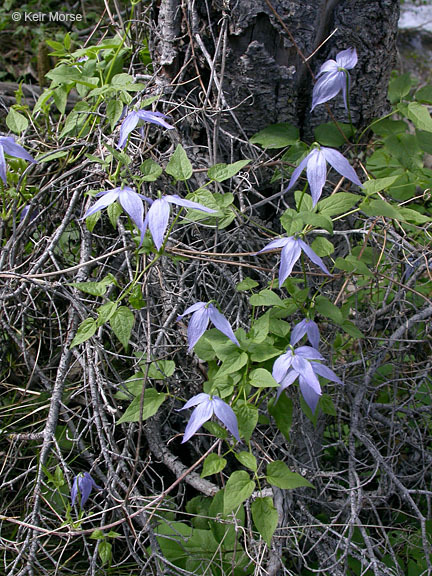 Image of western blue virginsbower