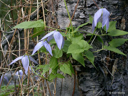 Image of western blue virginsbower