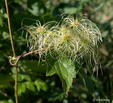 Image of devil's darning needles