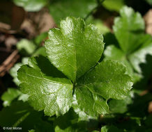 Imagem de Coptis trifolia (L.) Salisb.