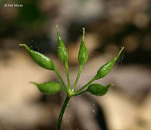 Image of threeleaf goldthread