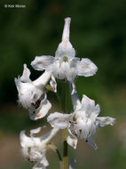 Plancia ëd Delphinium carolinianum subsp. virescens (Nutt.) R. E. Brooks