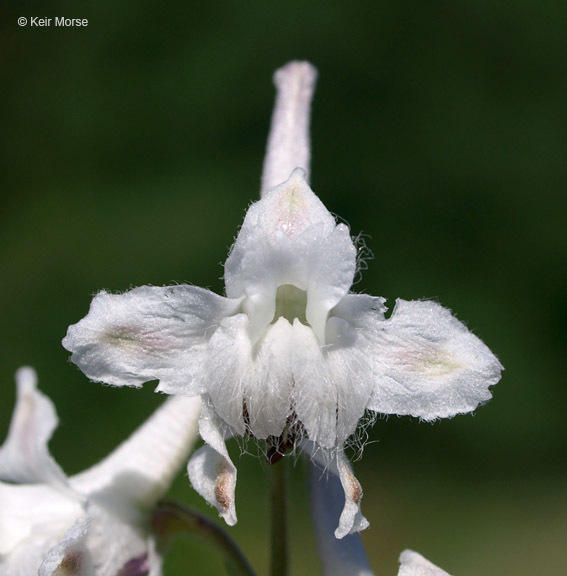 Plancia ëd Delphinium carolinianum subsp. virescens (Nutt.) R. E. Brooks