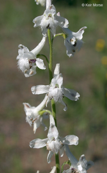 Plancia ëd Delphinium carolinianum subsp. virescens (Nutt.) R. E. Brooks