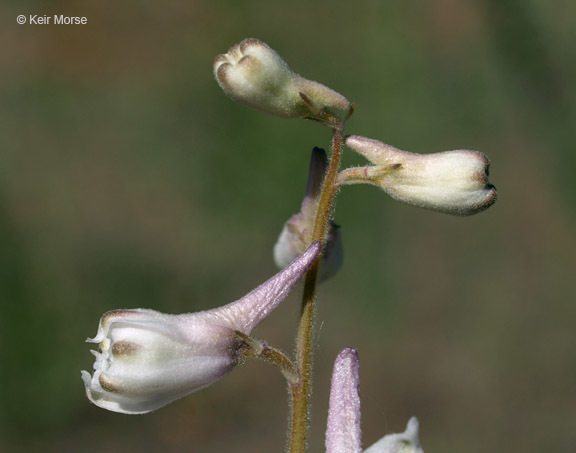 Delphinium carolinianum subsp. virescens (Nutt.) R. E. Brooks的圖片