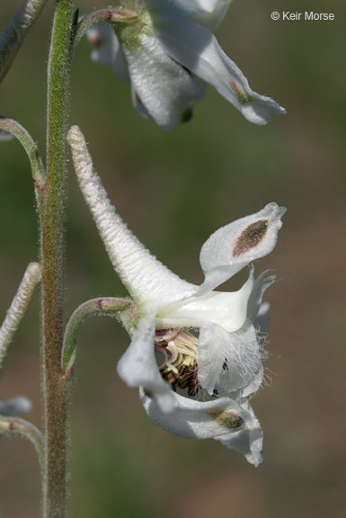 Delphinium carolinianum subsp. virescens (Nutt.) R. E. Brooks的圖片