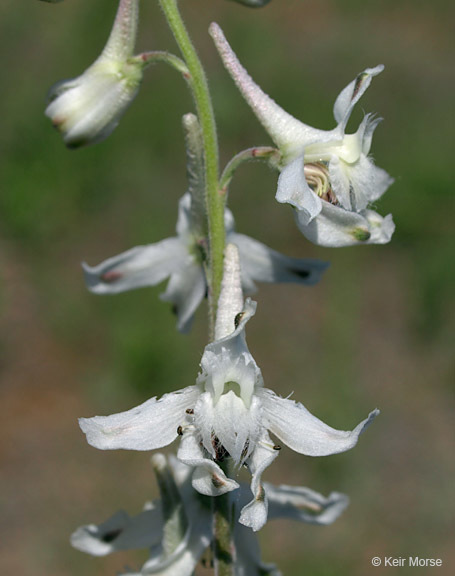 Plancia ëd Delphinium carolinianum subsp. virescens (Nutt.) R. E. Brooks