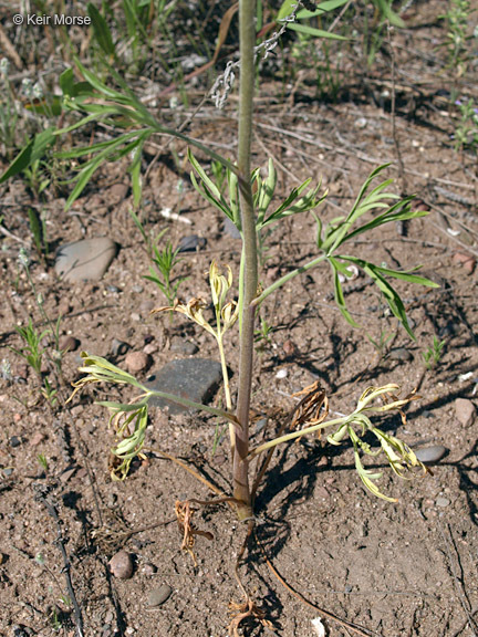 Plancia ëd Delphinium carolinianum subsp. virescens (Nutt.) R. E. Brooks